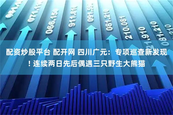 配资炒股平台 配开网 四川广元：专项巡查新发现! 连续两日先后偶遇三只野生大熊猫